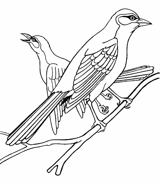 The Oriole Colouring Pages