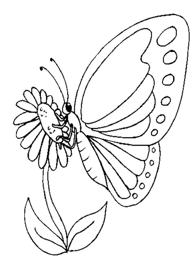 Free Outlines Of Butterflies, Download Free Outlines Of Butterflies png