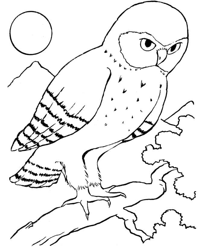 Bird Coloring Pages of Owl | New Coloring Pages