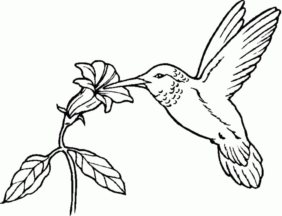 Free Printable Animal Birds Colouring Pages For Kindergarten