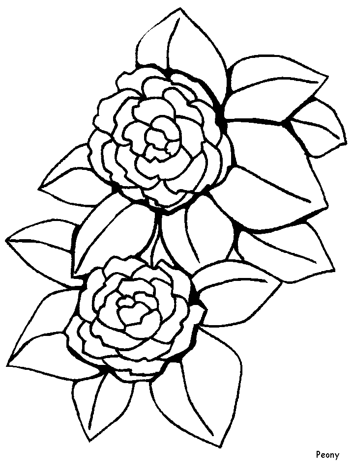 Simple Peony Outline Images  Pictures 