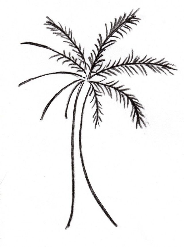 free-palm-tree-template-download-free-palm-tree-template-png-images
