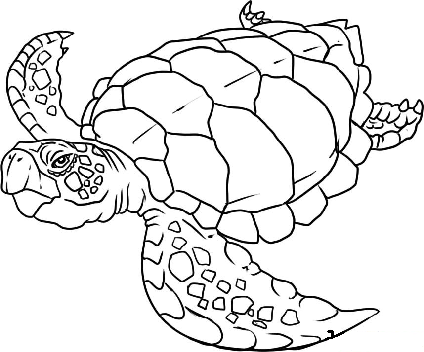 Sea Animals Coloring Pages 