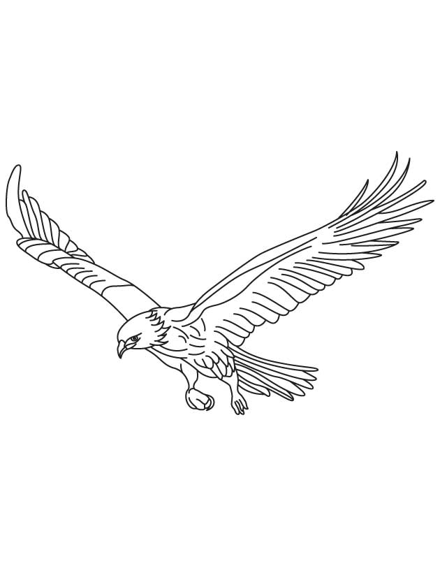 Broad wings bird in flight coloring page | Download Free Broad