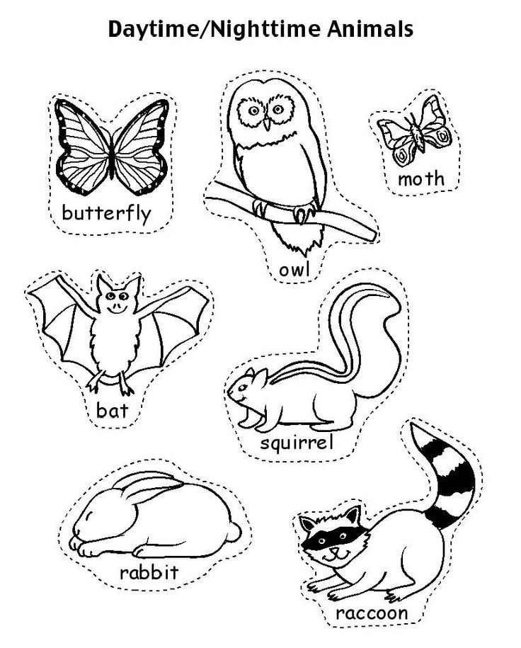 night animals coloring pages - Clip Art Library