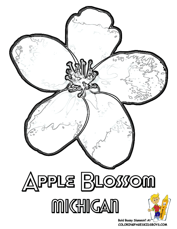 Flower Printables | States Maine-Montana | Free | Flower Drawings