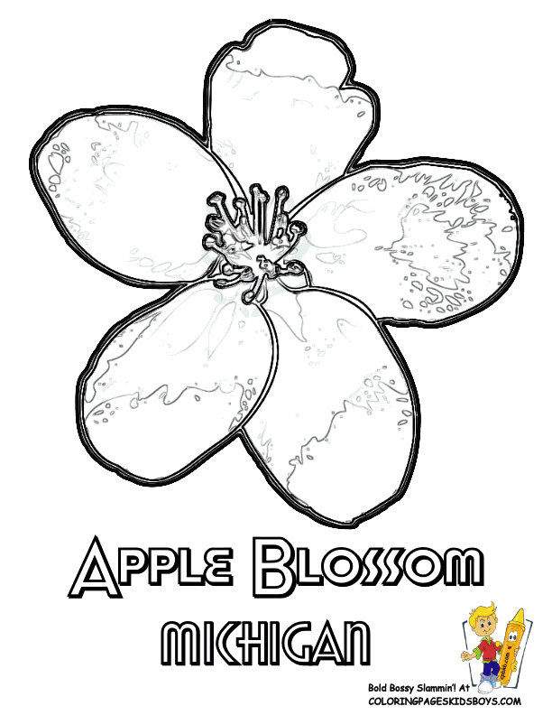 delaware state flower coloring pages