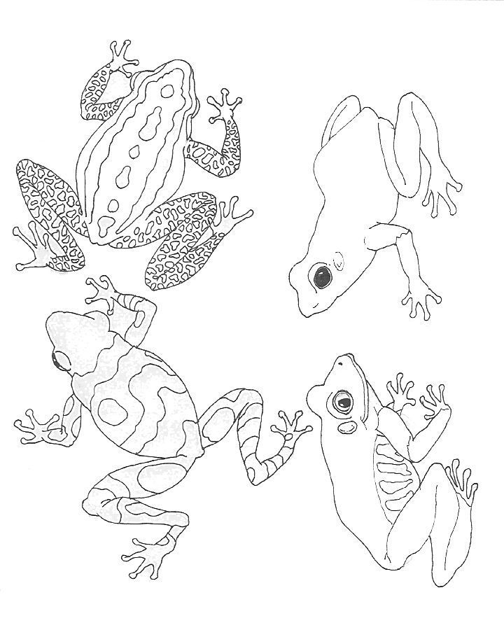 Umbrella Coloring Mural Frogs | Rainforest Animals