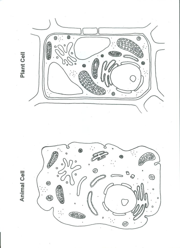 plant and animal cells unlabeled - Clip Art Library