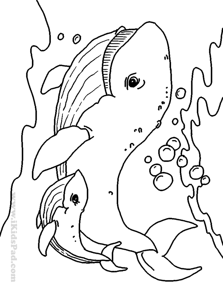 ocean animal coloring pages printable free - Clip Art Library