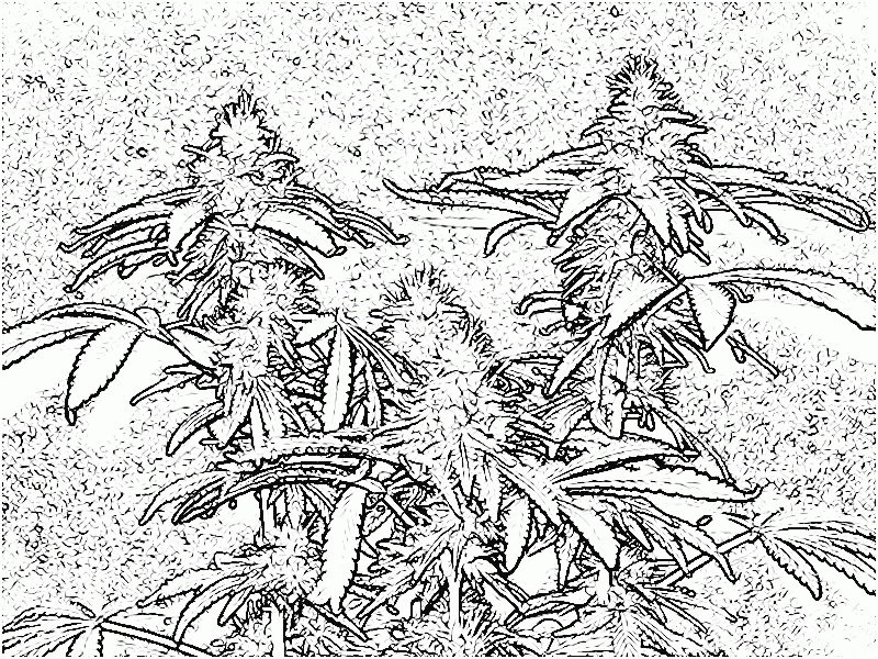 printable weed coloring pages - Clip Art Library