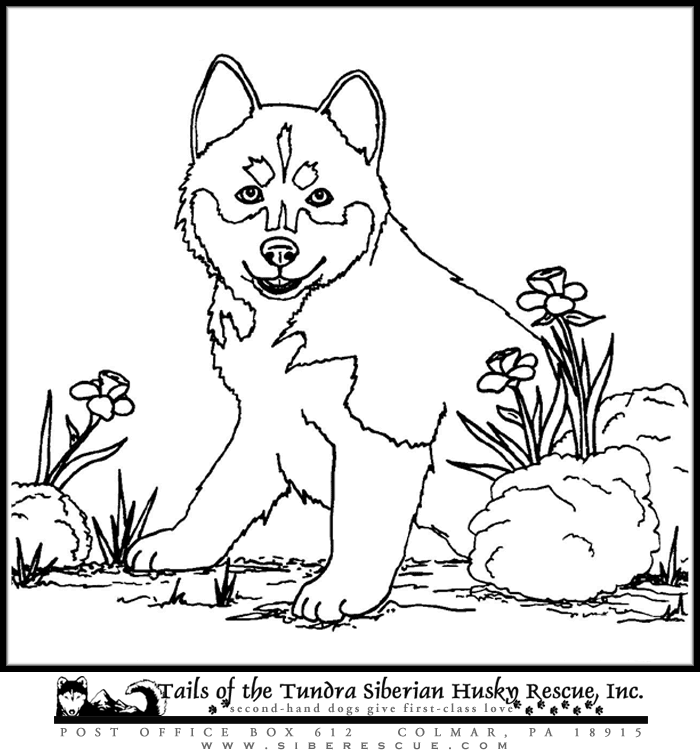 Adopt Me Colouring Pages Pets