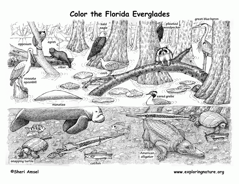  Florida State Animal Coloring Page - Florida State Bird