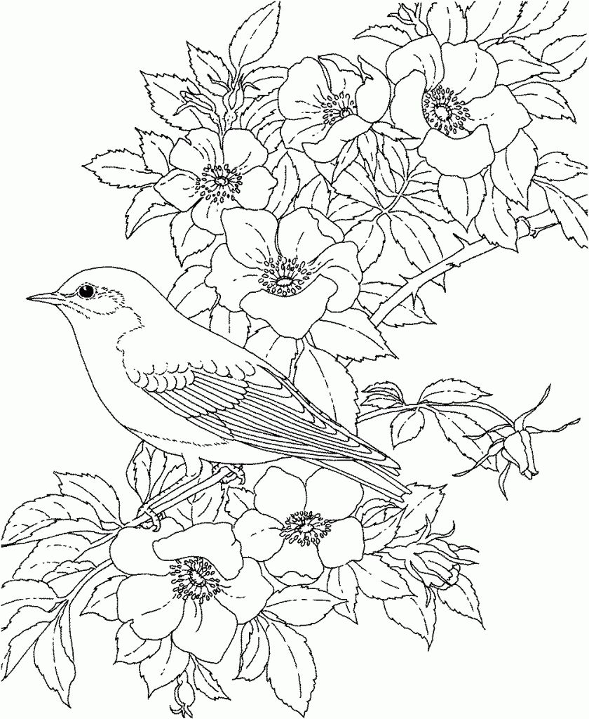 Coloring Pages For Adults Birds | Free coloring pages