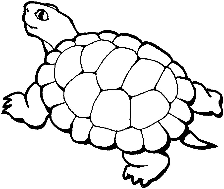 Free Printable Turtle 
