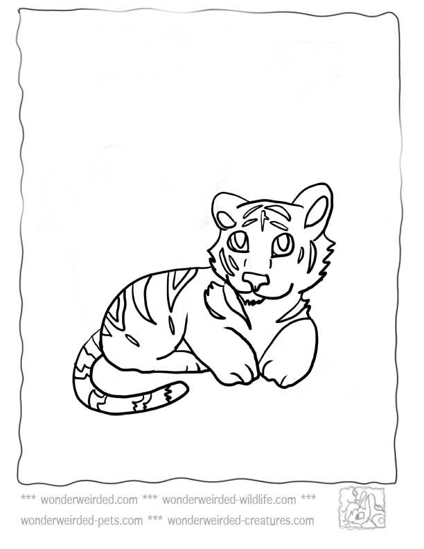 Baby Tiger Coloring Pages,Echos Cute Tiger 