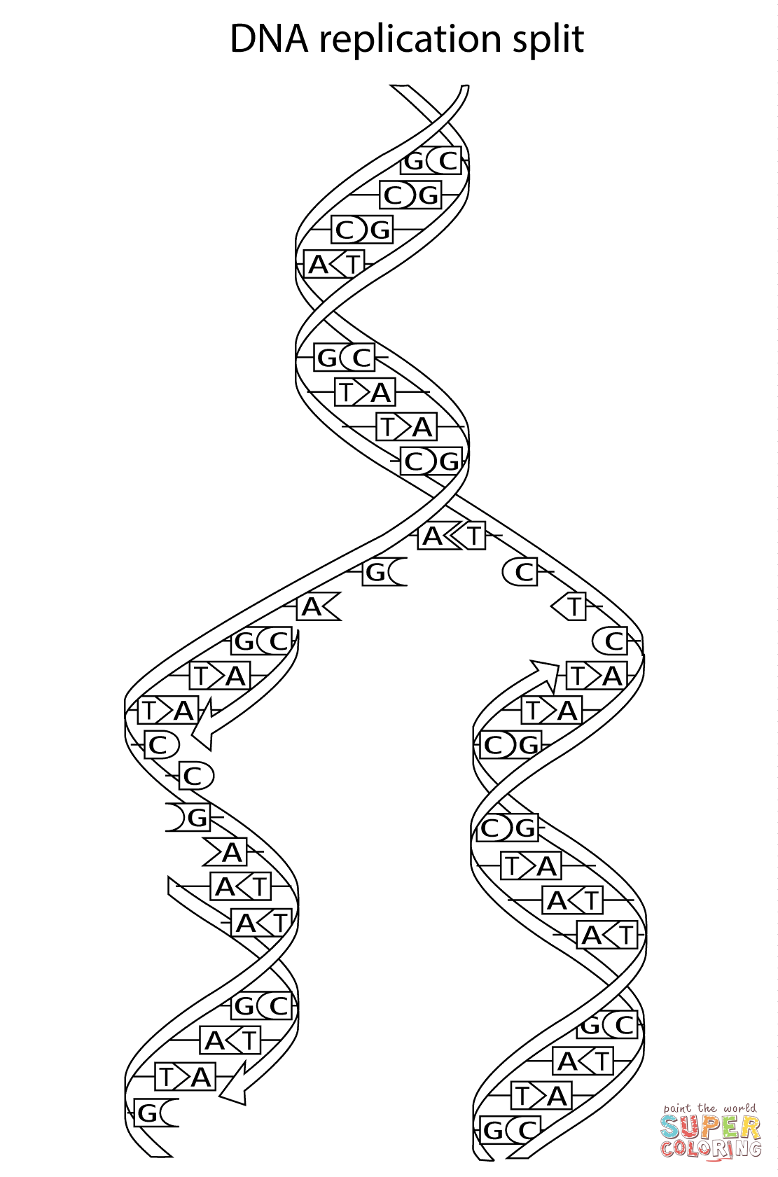 dna replication coloring page - Clip Art Library With Regard To Dna Replication Coloring Worksheet