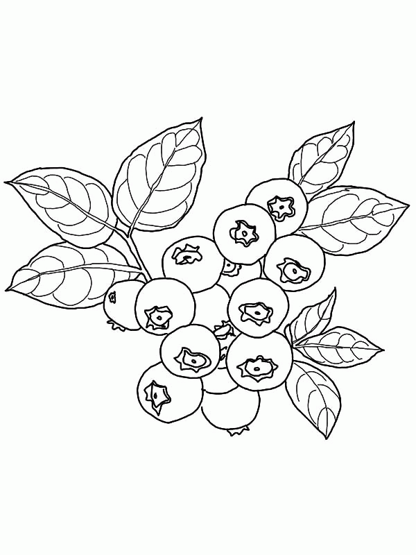 Blueberry Bush is Ready to be Picked Coloring Pages | Best Place