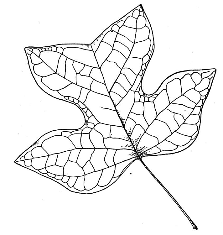 Maple Leaf Coloring Sheet