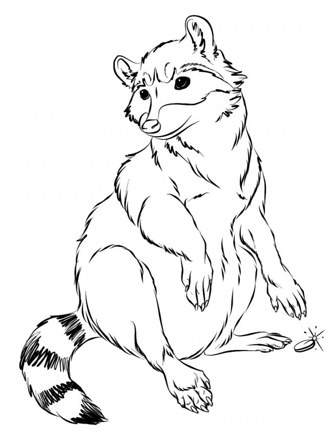 Amazing Raccoon coloring pages