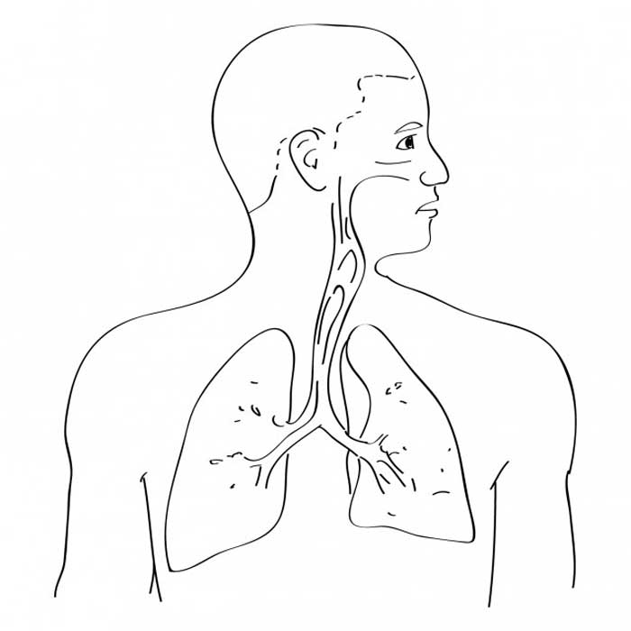 unlabelled-respiratory-system-diagram-clip-art-library