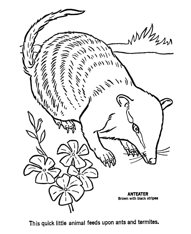 Anteater Coloring Pages Cake Ideas and Designs