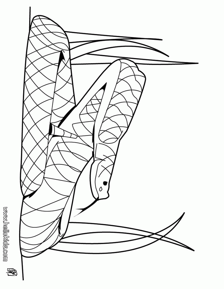 rattlesnake coloring page | Coloring Pages/LineArt Animals-Reptiles 