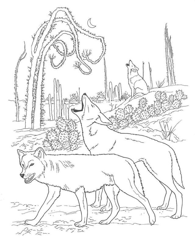 Free Desert Animals Coloring Pages Coyote Wallpaper 
