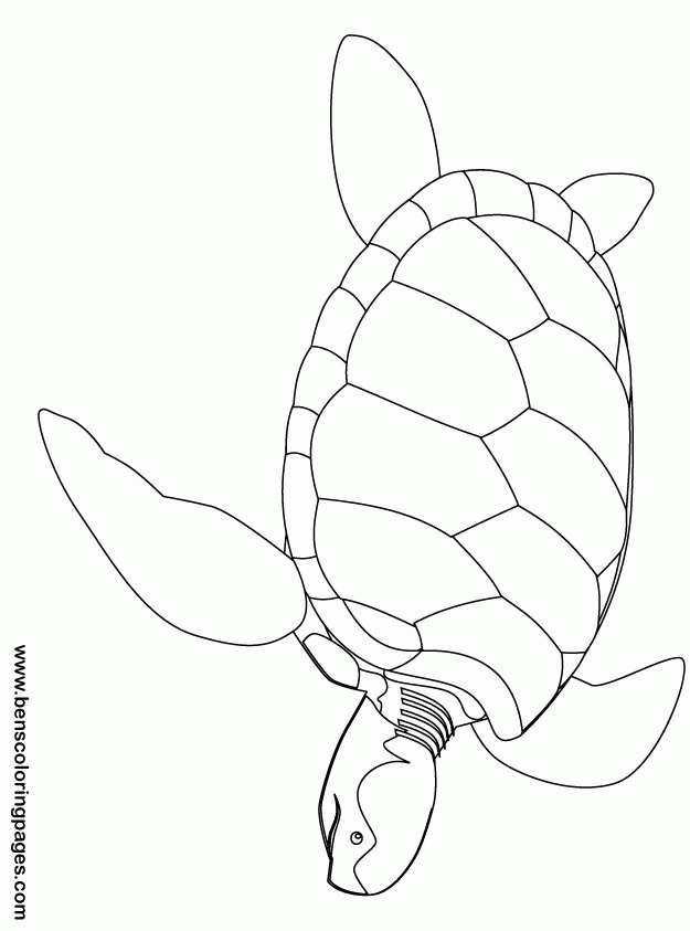 green sea turtle coloring page pages