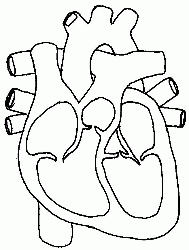 heart parts coloring pages