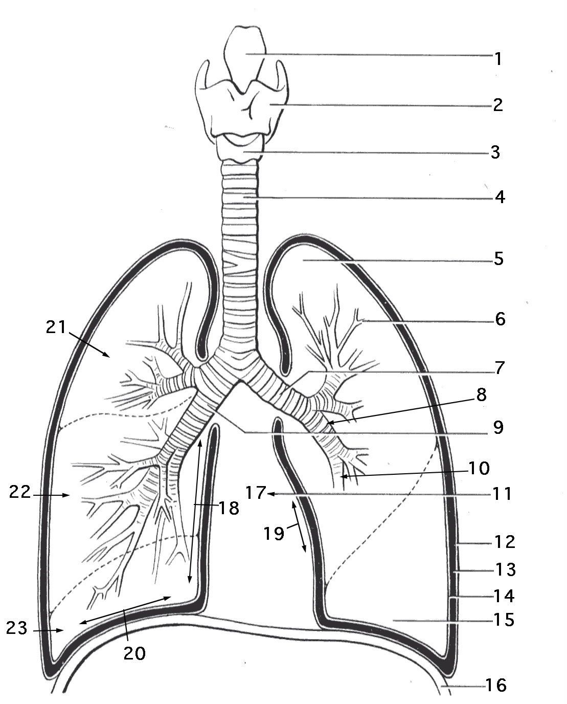 Unlabelled Respiratory System Diagram Clip Art Library