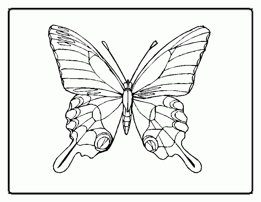 butterfly outline coloring page | Printable Coloring Sheet