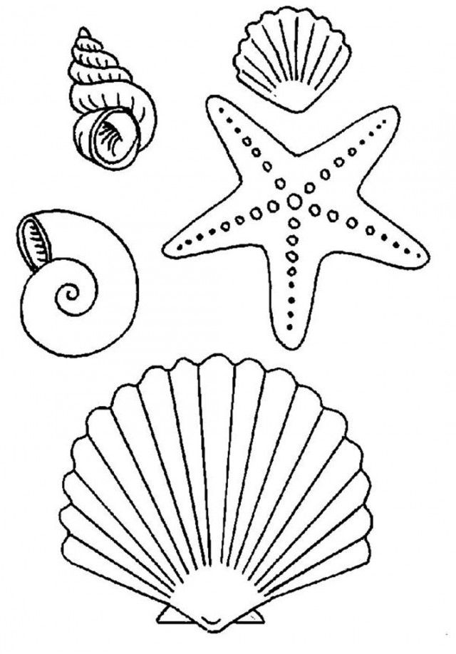Download Seashell And Starfish Coloring Pages Or Print Seashell