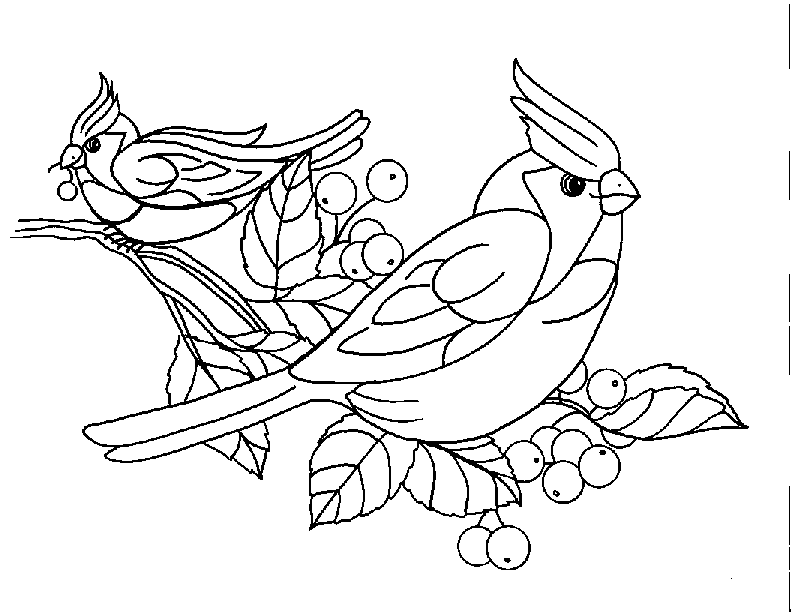 Bird Coloring Pages 