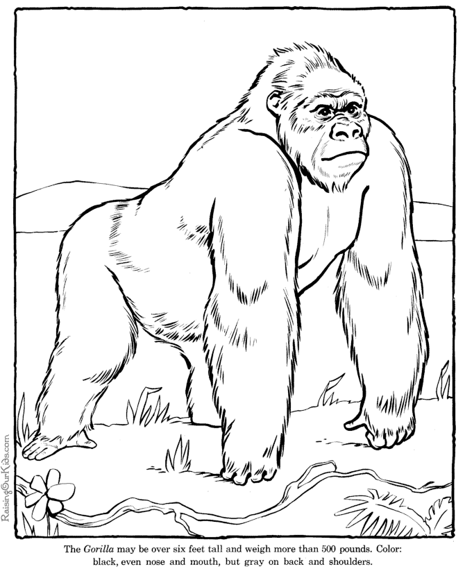 Zoo Animals Coloring Pages