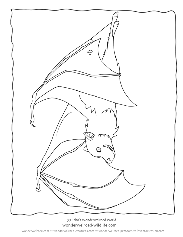 Bat Coloring Pages Fruit Bat Pictures, Free to Print Bat Family