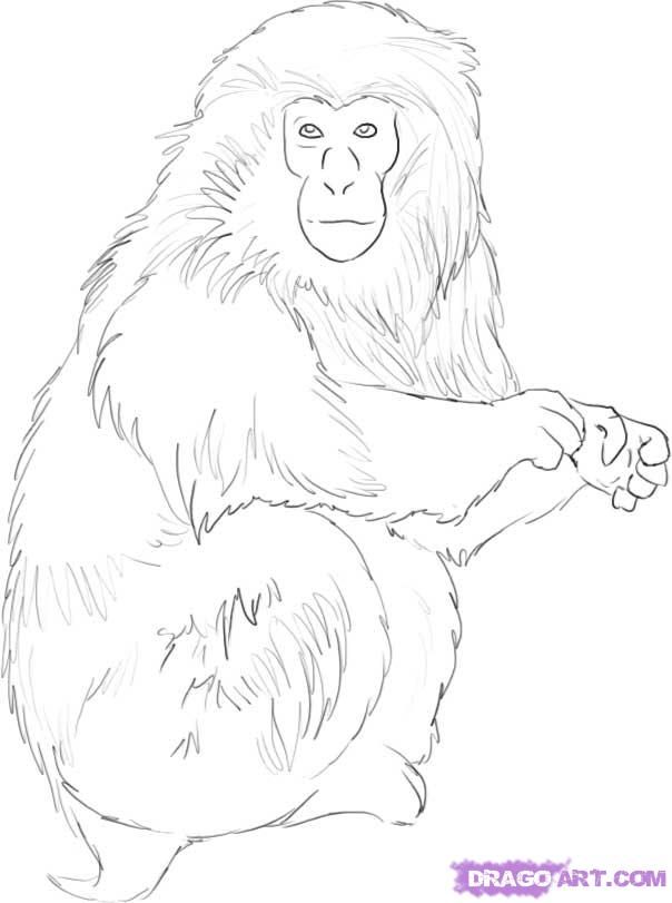 How to Draw a Monkey, Step by Step, forest animals, Animals, FREE