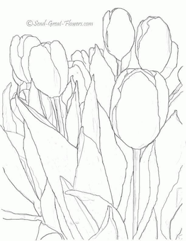 Featured image of post Free Printable Tulip Coloring Pages - Tulip with leaves free printable.