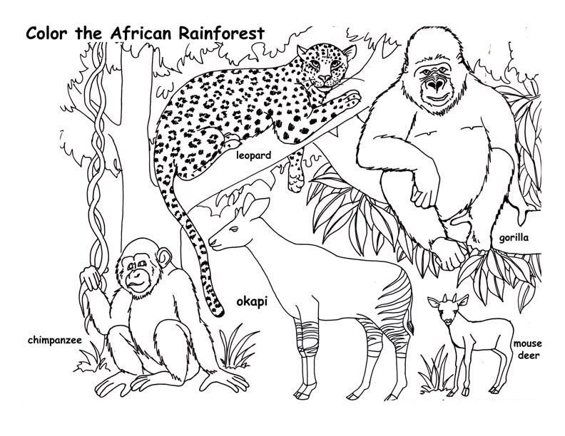 rainforest animals colouring pages - Clip Art Library