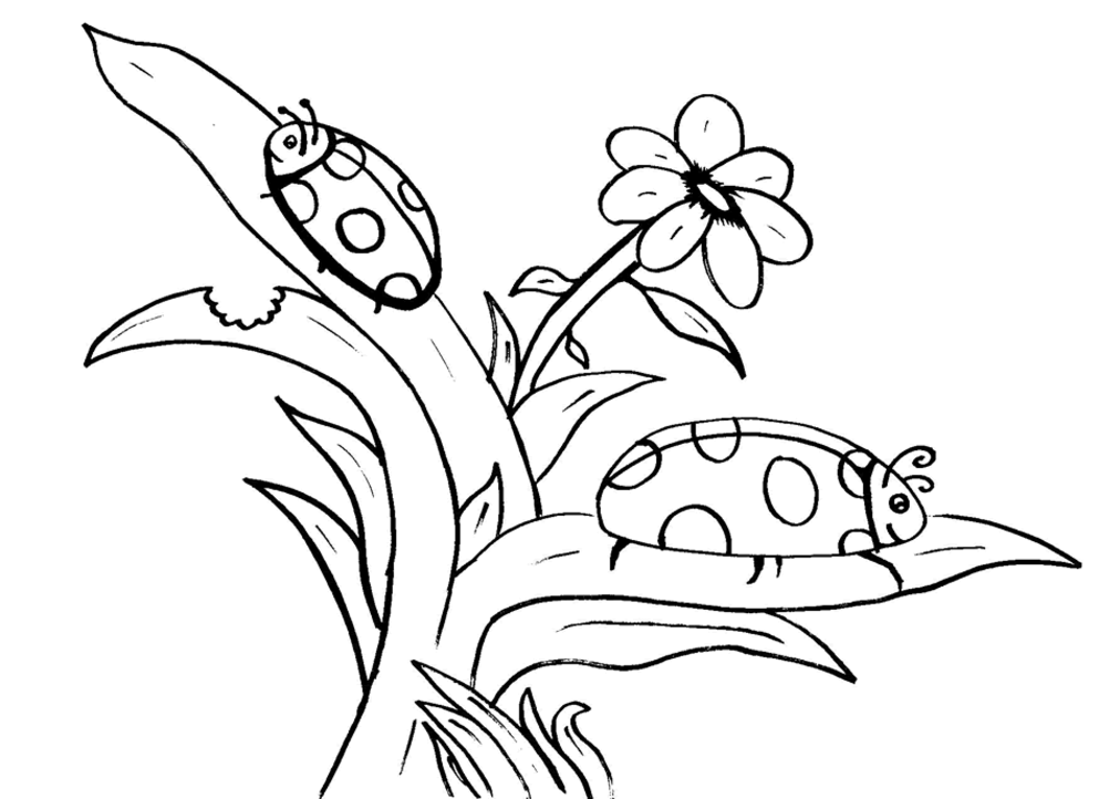Lady Bug Coloring Pages 