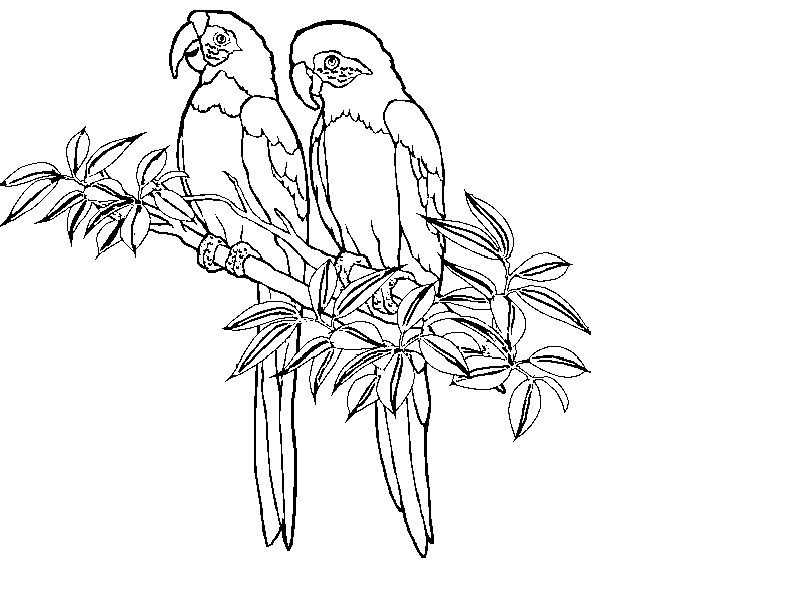 Rainforest Animal Coloring Page | Free Printable Coloring Pages