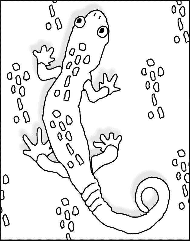 day gecko Colouring Pages