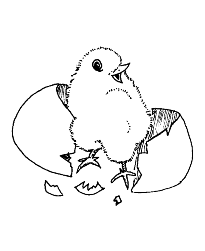 Chicken Baby Animals Picture Coloring Page |Clipart Library