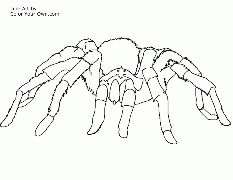 New | Free Printable Coloring Pages Electric Eel Tarantula Spider