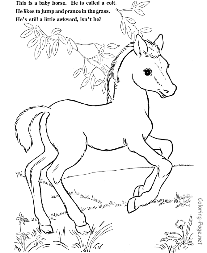 Horse Coloring Page - Young colt