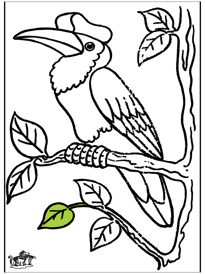 Toucan - Birds