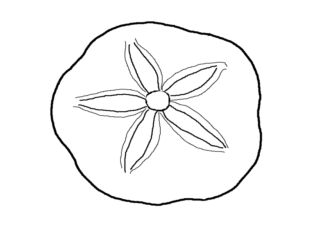 Free Sea Shells Coloring Pages, Download Free Sea Shells Coloring Pages