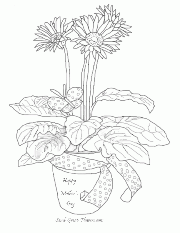 gerber daisy flowers Colouring Pages