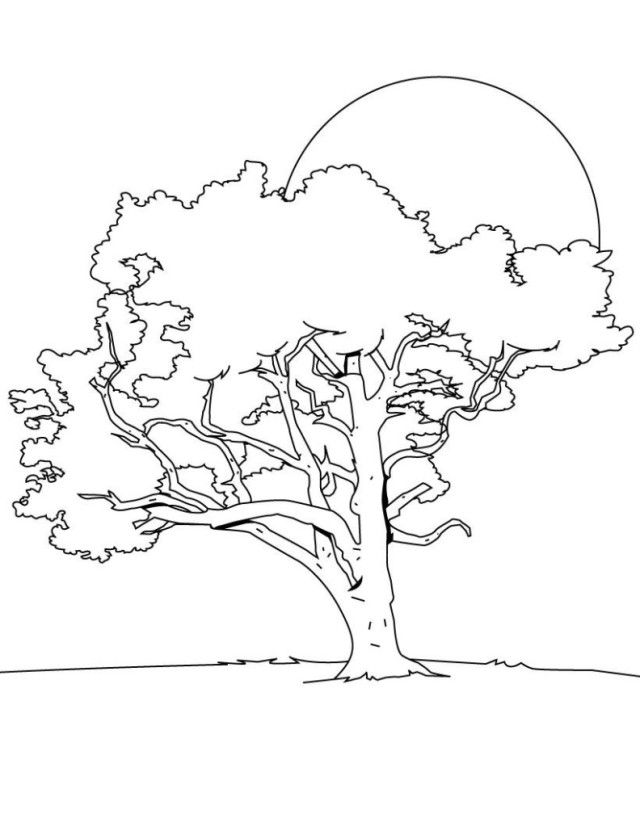 Best Tree Coloring Pages Trees Best For Kids 