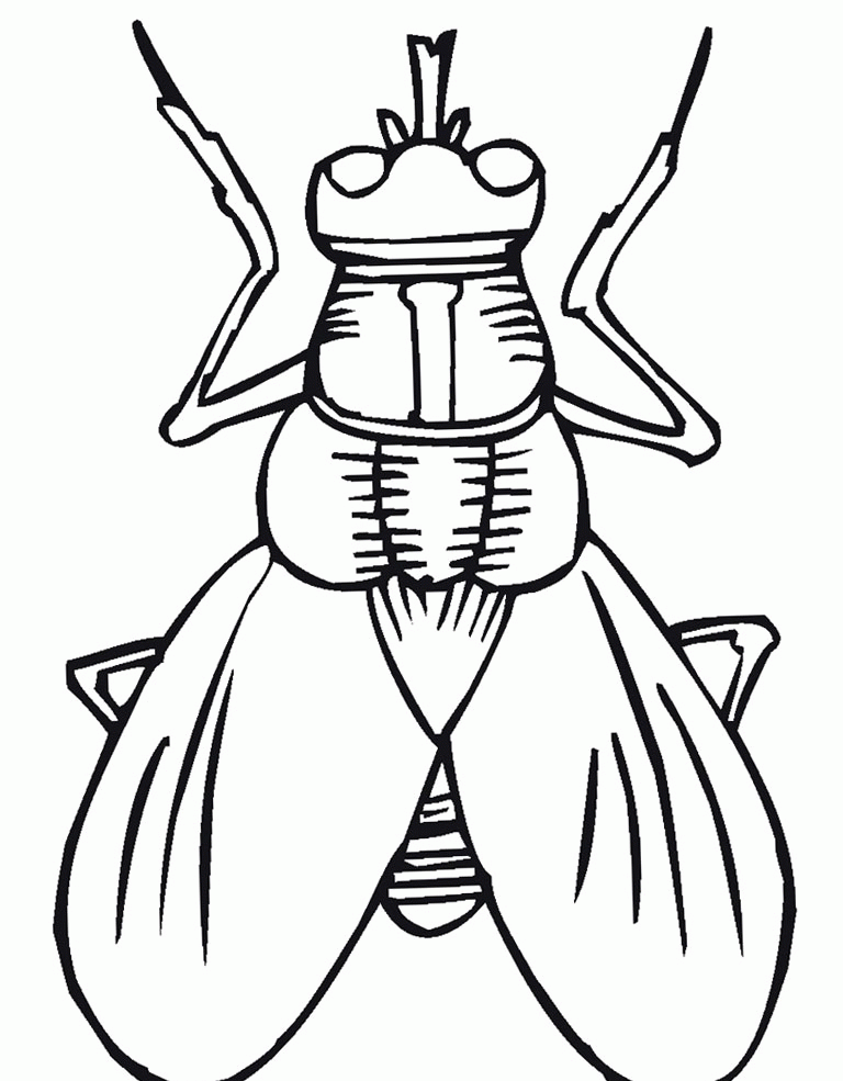 Fly Cartoon Insect Coloring Pages :Kids Coloring Pages | Printable
